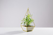 © Stocksy - Plant in a modern flowerpot on white background.