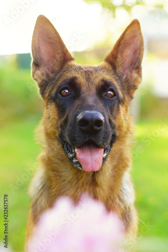 The Portrait Of A Sunny Short Haired German Shepherd Dog Posing