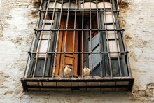 Couple Of Pigeons Sittig On A Window Sill