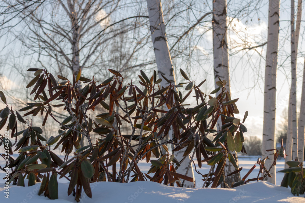 Rhododendron en hiver, Magog Qubec Stock Photo | Adobe Stock