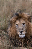 Fototapeta Sawanna - African Lion