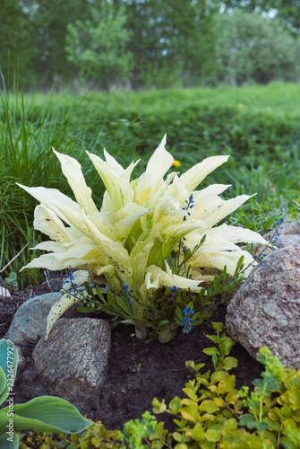 Hosta White Feather Young Plant This Stock Photo And Explore