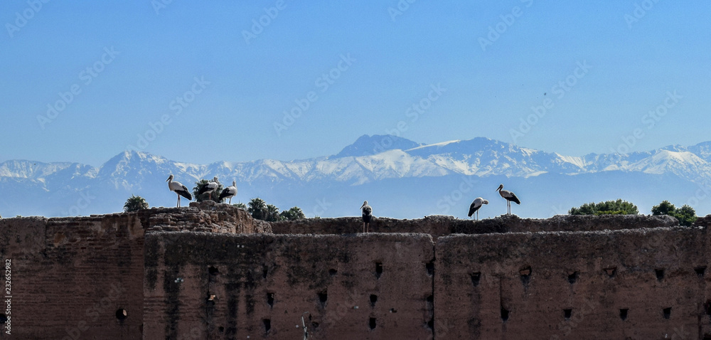 Bociany w Marakeszu z widokiem na góry Atlas - obrazy, fototapety, plakaty 