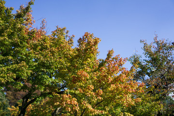 Wall Mural - The leaves turn red with yellow and green leaves background in Japanese garden (Koishikawa Korakuen, Tokyo, Japan)