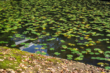 Wall Mural - Lotus pond in Japanese garden with trees and a branch with green Leaves (Koishikawa Korakuen, Tokyo, Japan)