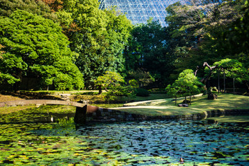 Wall Mural - Lotus pond in Japanese garden with trees and a branch with green Leaves (Koishikawa Korakuen, Tokyo, Japan)