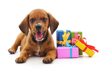 Canvas Print - Puppy with gifts.