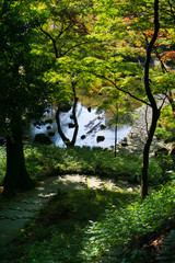 Wall Mural - Landscape of Japanese garden with beautiful trees and a pond (Koishikawa Korakuen, Tokyo, Japan)