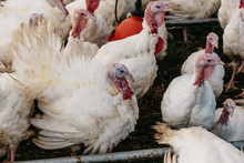 Thanksgiving Turkey's In Their Coop