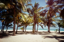 Palms At The Beach