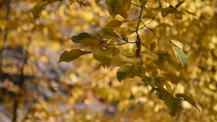 Wall Mural - The forest in autumn: tree branch with yellow leaves