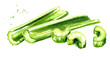Fresh green celery stalk bunch. Watercolor hand drawn illustration,  isolated on white background