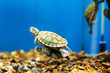 Couple turtles swimming in aquarium