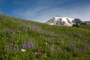 Sticker - flowers in the mountains