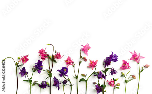 Fotografía Pink and violet flowers columbine ( Aquilegia vulgaris, granny's bonnet ) on a white background