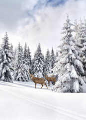 Wall Mural - winter landscape with sika deers ( cervus nippon, spotted deer ) walking in the snow in fir forest a