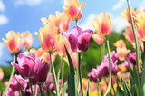 Fototapeta Tulipany - tulips in a spring flower garden