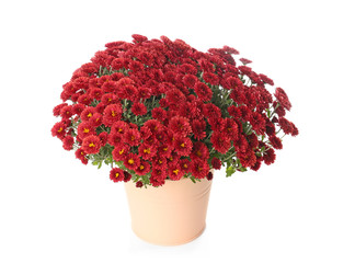 Pot with beautiful colorful chrysanthemum flowers on white background