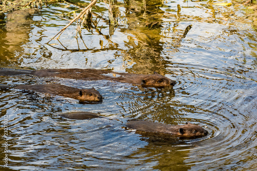 Fotografia, Obraz North American Beaver (Castor canadensis)