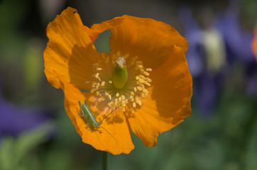 Wall Mural - Californian Poppy and bush cricket in Swiss cottage garden