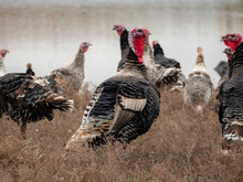 Wild Turkey (Meleagris Gallopavo) Graze Onfield Next To River. Small Farm In South Of Russia.