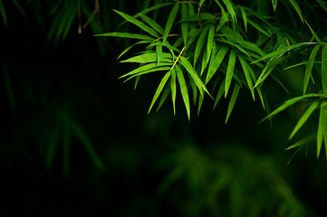 Bamboo forest green background Nature & Shade