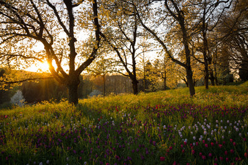 Blumenwiese 2