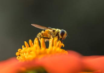 Wall Mural - A beneficial Flower Fly, or Hoverfly, gathering nectar and pollen on an orange sunflower 