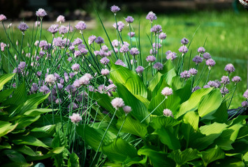 flowers in the garden