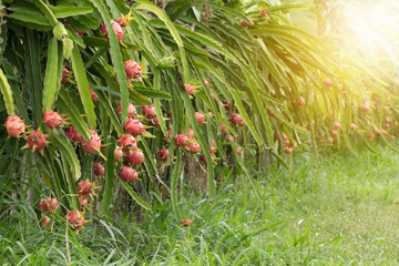 Wall Mural - Dragon fruit on plant, Raw Pitaya fruit on tree, A pitaya or pitahaya is the fruit of several cactus species indigenous to the Americas