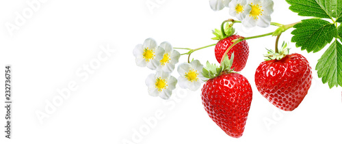 red fresh tasty strawberries garden © red150770