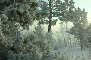 Wall Mural - forest in winter