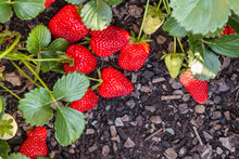 Closeup Of Fresh Ripe Strawberries Growing In Garden
