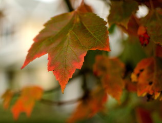 Wall Mural - Closeup of sugar maple leaves in red palette in residential part of Redmond