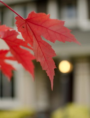 Wall Mural - Closeup of sugar maple leaves in red palette in residential part of Redmond