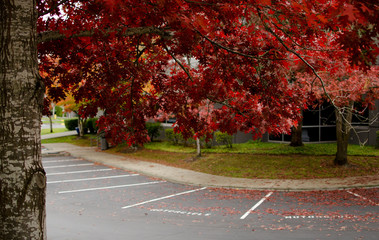 Wall Mural - Giant branch of oak tree with red foliage covers parking  lot in office campus in Redmond
