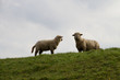 zwei weiße schaft auf einem gras hügel in rhede emsland deutschland fotografiert während einer sightseeing tour in der natur