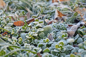 leaves in the garden