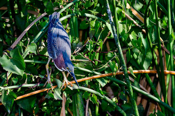 Wall Mural - green heron