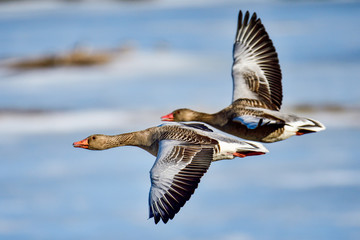 Wall Mural - greylag goose