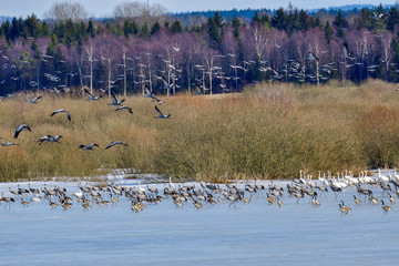 Canvas Print - Eurasian crane spring migration gathering disrupted.