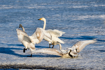 Canvas Print - Whooper swan