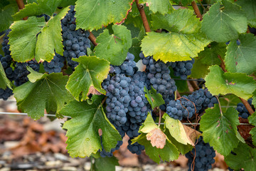 Champagne vineyards in the Cote des Bar area of the Aube department. France