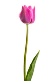Fototapeta Tulipany - Isolated flower. Lilac single tulip on a white background