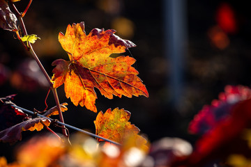 Autumn colours in vineyard