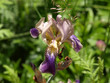 Iris germanica L.. Iridaceae. Giaggiolo paonazzo