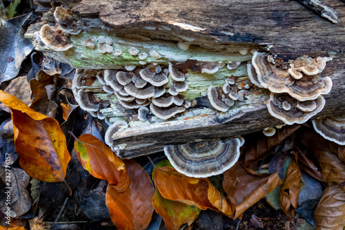 Cuadros en Lienzo Turkey Tail (Trametes versicolor) fungi on decaying log