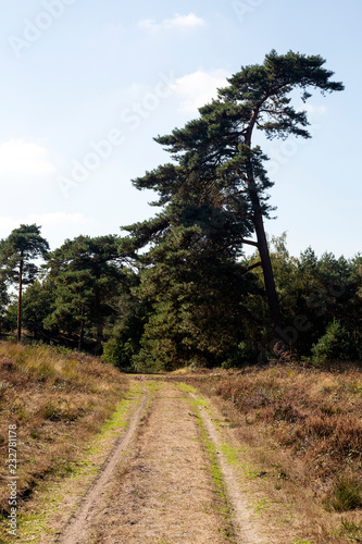 Fotografia, Obraz Sandy track and crooked Scots pine in Maasduinen National Park, Limburg, Netherl