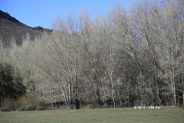 Vanrhyn 2