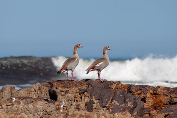 Egyptian geese on rock shore